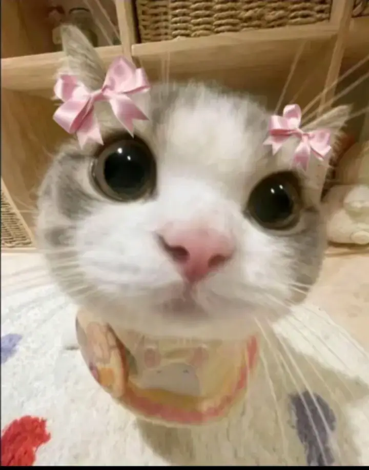 Gatito kawaii