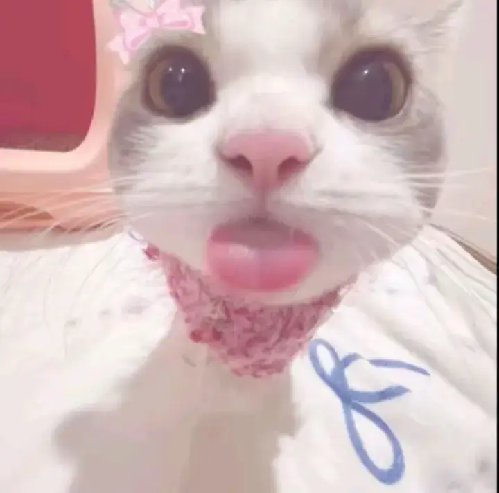 Gatito kawaii