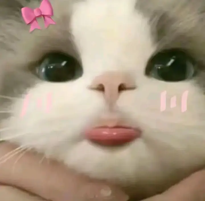 Gatito kawaii