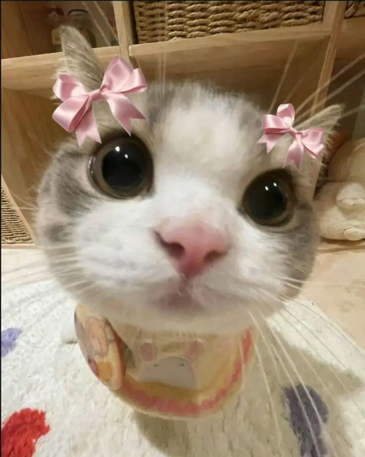 Gatito kawaii